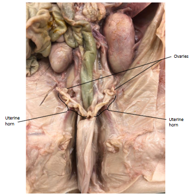 <p>The uterine horns are curly branches from the uterus, they are an adaptation to facilitate simultaneous development of several embryos since pigs produce many babies.</p>
