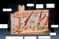 <p>What part of the skin is the section labeled #2?</p>