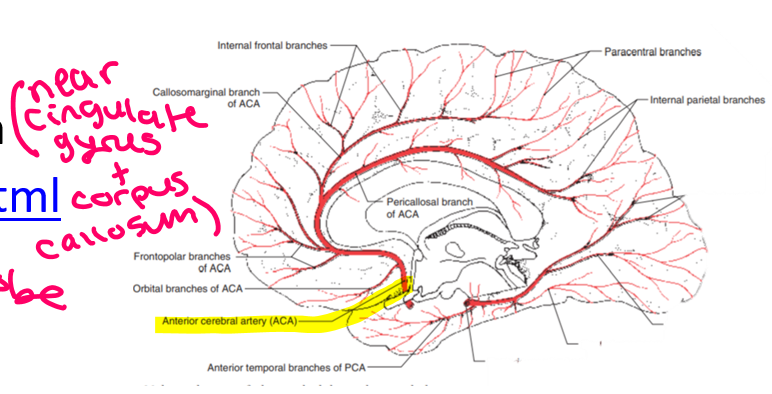 <ol><li><p>Dorsal medial aspect of frontal lobes</p></li><li><p>Dorsal medial aspect of parietal lobe</p></li><li><p>Rostal midline subcortical structures</p></li></ol><p></p>