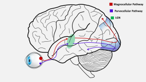 <p>Neuronen gespecialiseerd in het detecteren van snelle visuele en auditieve veranderingen; minder efficiënte werking wordt gelinkt aan leesproblemen zoals dyslexie.</p>