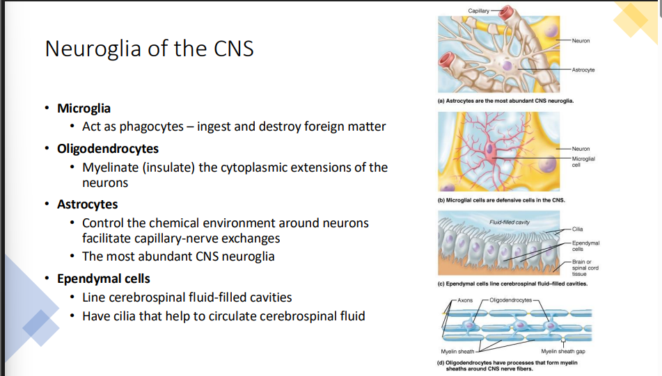 <p>Types of Neuroglial Cells     </p>