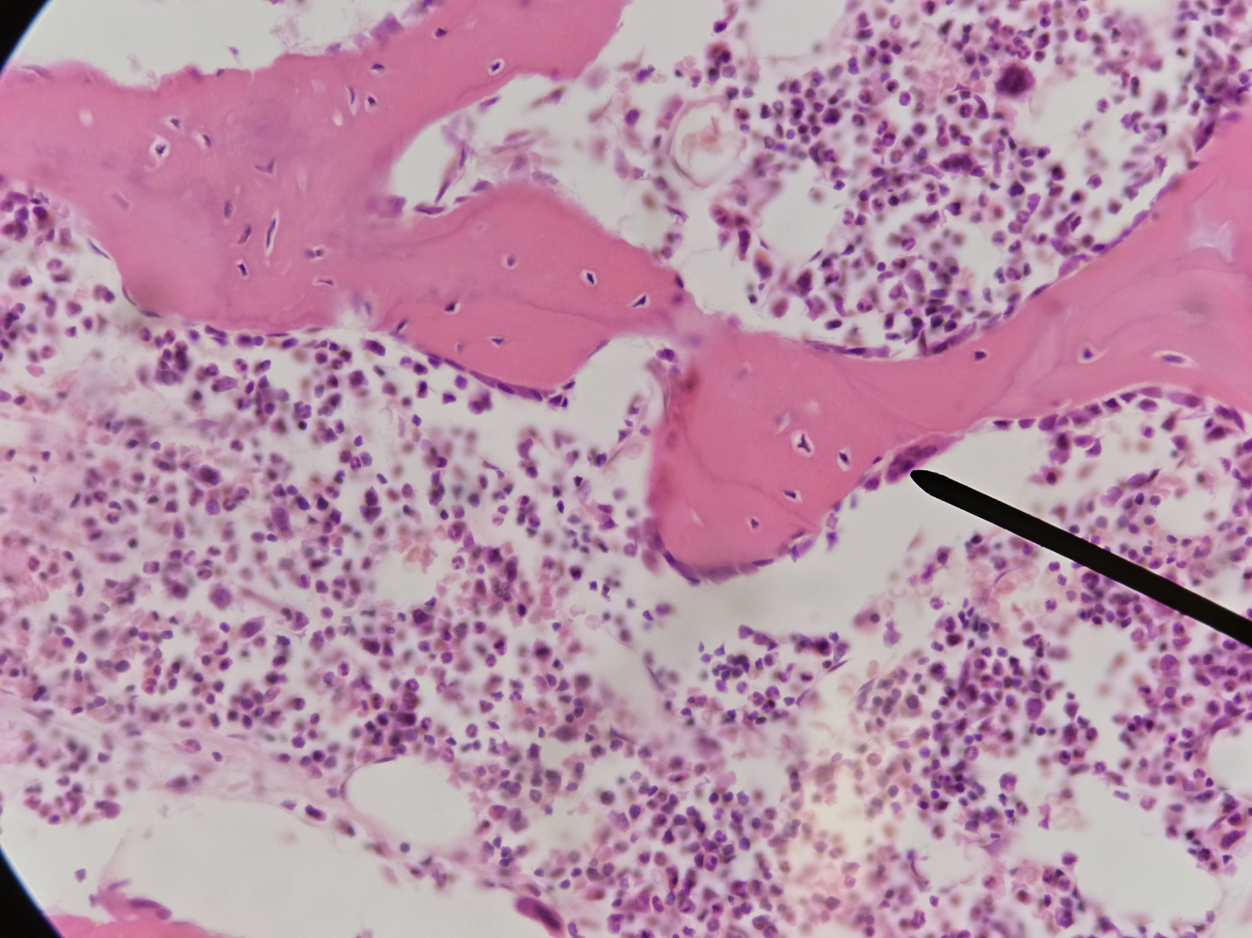 <p>Name Cell/Name Cell and its Function</p>