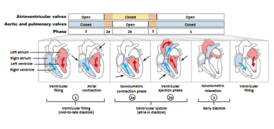 <ol><li><p>electrical activity (ECG) </p></li><li><p>mechanical activity</p></li><li><p>blood flow through heart</p></li></ol><p></p>
