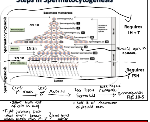 <p><span><strong>Spermatocytogenesis</strong></span></p><ul><li><p><span>Includes:</span></p><ul><li><p><span>Mitosis (Type A → Type B → primary spermatocyte)</span></p></li><li><p><span>Meiosis (primary → secondary → spermatid)</span></p></li></ul></li><li><p><span>Requires:</span></p><ul><li><p><span><strong>LH → Testosterone</strong></span></p></li></ul></li><li><p><span>Blocking LH = blocking testosterone = <strong>no spermatocytogenesis<br></strong>→ This is how <strong>chemical castration</strong> works.</span></p></li></ul><p><span><strong>Spermiogenesis</strong></span></p><ul><li><p><span>Round spermatid → elongated spermatozoa</span></p></li><li><p><span>Requires:</span></p><ul><li><p><span><strong>FSH → Sertoli cell activation</strong></span></p></li></ul></li><li><p><span>Blocking FSH = <strong>no spermiogenesis<br></strong>→ Round spermatids accumulate but do not mature.</span></p></li></ul><p><span data-name="star" data-type="emoji">⭐</span><span><strong> 7. Hormonal Control Summary</strong></span></p><table style="min-width: 75px;"><colgroup><col style="min-width: 25px;"><col style="min-width: 25px;"><col style="min-width: 25px;"></colgroup><tbody><tr><td colspan="1" rowspan="1" style="border-width: 0pt; vertical-align: top; width: 2.7451in; padding: 4pt;"><p><span><strong>Process</strong></span></p></td><td colspan="1" rowspan="1" style="border-width: 0pt; vertical-align: top; width: 1.3256in; padding: 4pt;"><p><span><strong>Requires</strong></span></p></td><td colspan="1" rowspan="1" style="border-width: 0pt; vertical-align: top; width: 2.0284in; padding: 4pt;"><p><span><strong>Why</strong></span></p></td></tr><tr><td colspan="1" rowspan="1" style="border-width: 0pt; vertical-align: top; width: 2.7645in; padding: 4pt;"><p><span><strong>Spermatocytogenesis</strong></span> (mitosis + meiosis)</p></td><td colspan="1" rowspan="1" style="border-width: 0pt; vertical-align: top; width: 1.3451in; padding: 4pt;"><p>LH + Testosterone</p></td><td colspan="1" rowspan="1" style="border-width: 0pt; vertical-align: top; width: 2.0562in; padding: 4pt;"><p>Drives proliferation + meiosis</p></td></tr><tr><td colspan="1" rowspan="1" style="border-width: 0pt; vertical-align: top; width: 2.7451in; padding: 4pt;"><p><span><strong>Spermiogenesis</strong></span> (final differentiation)</p></td><td colspan="1" rowspan="1" style="border-width: 0pt; vertical-align: top; width: 1.3256in; padding: 4pt;"><p>FSH</p></td><td colspan="1" rowspan="1" style="border-width: 0pt; vertical-align: top; width: 2.1604in; padding: 4pt;"><p>Sertoli cell support + remodeling</p></td></tr></tbody></table><p><span data-name="star" data-type="emoji">⭐</span><span><strong> 8. Key Cell Stages to Memorize</strong></span></p><ol type="1"><li><p><span><strong>Type A spermatogonia (true stem cells)</strong></span></p></li><li><p><span><strong>Type B spermatogonia (committed)</strong></span></p></li><li><p><span><strong>Primary spermatocyte (Meiosis I)</strong></span></p></li><li><p><span><strong>Secondary spermatocyte (Meiosis II)</strong></span></p></li><li><p><span><strong>Spermatid (haploid, round)</strong></span></p></li><li><p><span><strong>Spermatozoa (elongated, mature)</strong></span></p></li></ol><p></p>