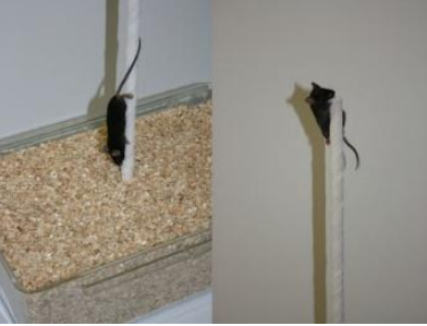 <p>Vertical pole test </p>