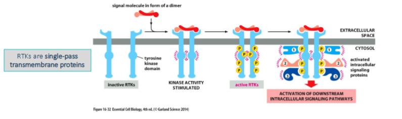 <p>The receptors often form dimers upon binding of an extracellular signaling molecule</p><p>• Each receptor protein possesses a tyrosine kinase domain which allows each receptor to phosophorylate tyrosines on the other</p><p>– Tyrosine residues on the cytoplasmic tail are phosphorylated which serve as docking sites for other proteins</p><p>The phosphorylated tyrosines serve as a dock for many other proteins.</p><p>• Some known as adaptor proteins which act as a scaffold so that other proteins can bind while others propagate the signal</p><p>– Each contains an interaction domain which recognizes phosphorylated tyrosines on the tail</p>