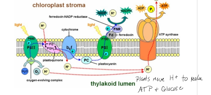 <ul><li><p>Physics: Energy transfer, heat loss</p></li><li><p>Chemistry: Bonds, Oxidation-reduction</p></li><li><p>Biology: Enzymes, Tissues, Regulation</p></li><li><p>Nutrient cannot be understood through a single discipline</p></li></ul><p></p>