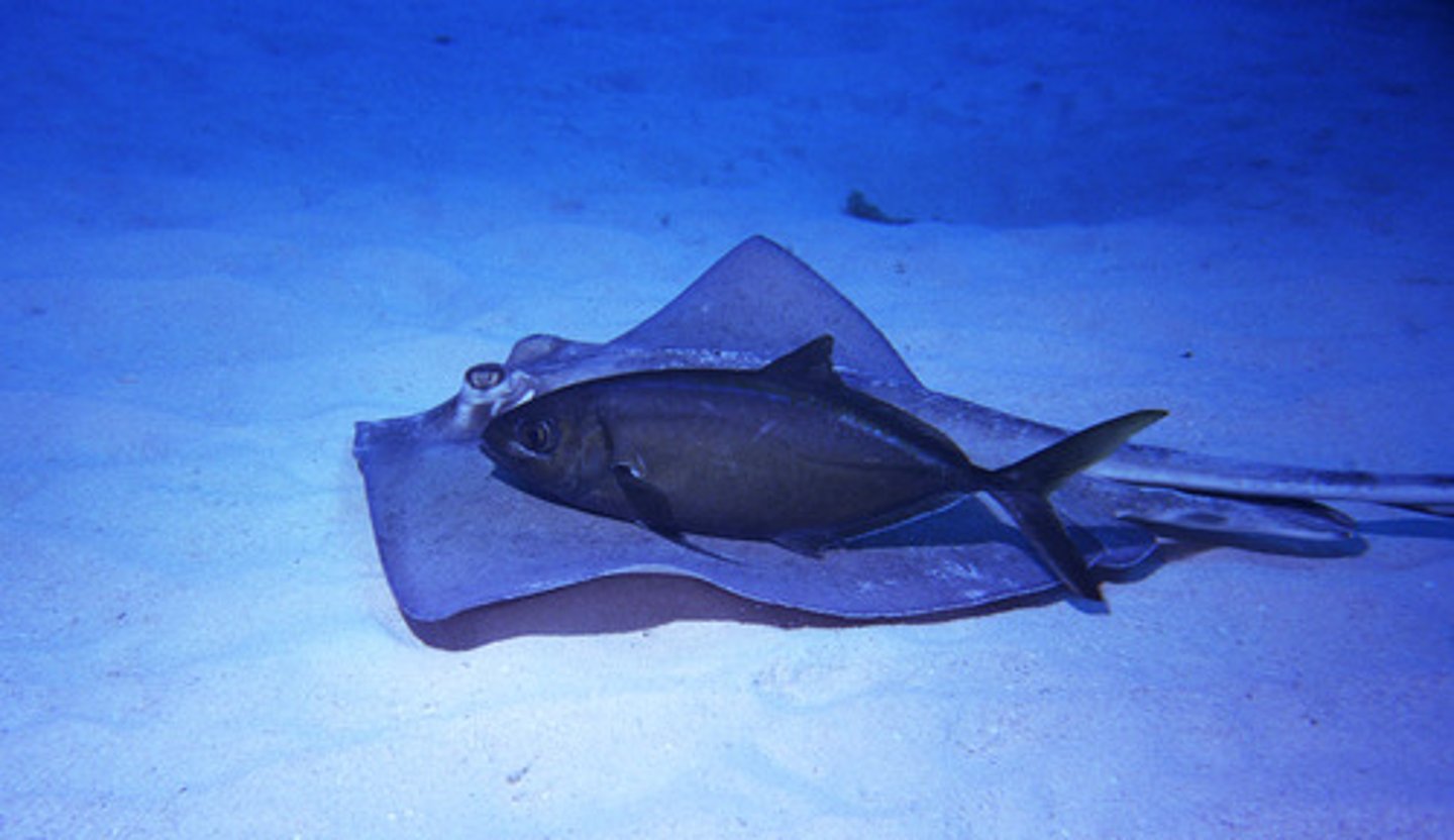 <p>A type of symbiosis where one organism benefits and the other is neither helped nor harmed.</p>