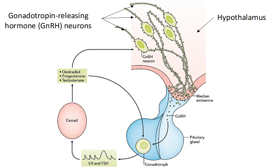 <p>GnRH release in hypothalamus </p><p>Causes LH and FSH to be released from anterior pituitary gland</p><p>Targets testis and ovaries</p><p>Starts producing estrogen, progesterone and testosterone</p><p>New hormones produced affects gonadotrophs making LH and FSH higher</p>