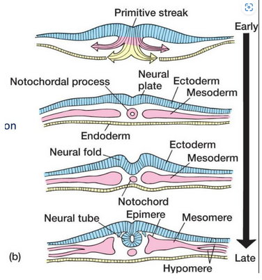 <p>nervous system develops from ectoderm </p><p>tissues along length of embryo form neural plate </p><p>neural folds converge to form neural tube </p><p>neural tube divides into brain structures at week 4-5 </p>