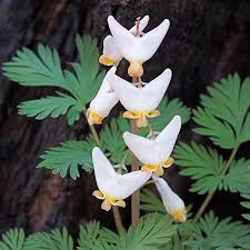 <p><strong>(<em>Dicentra cucullaria</em>)</strong> – Fern-like leaves, white “pant-shaped” flowers. Rich woods in early spring. <strong>Autotroph; spring ephemeral.</strong><br><strong>Uses:</strong> Ornamental; <strong>toxic</strong>.</p>