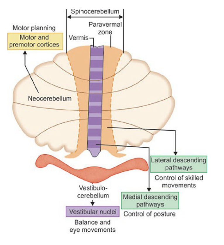 <p>• Regulates body and limb movements</p><p></p><p>• Receives proprioceptive input from dorsal columns of the spinal cord</p><p></p><p>• Receives input from visual and auditory systems</p><p></p><p>• Sends fibres to deep cerebellar nuclei</p>