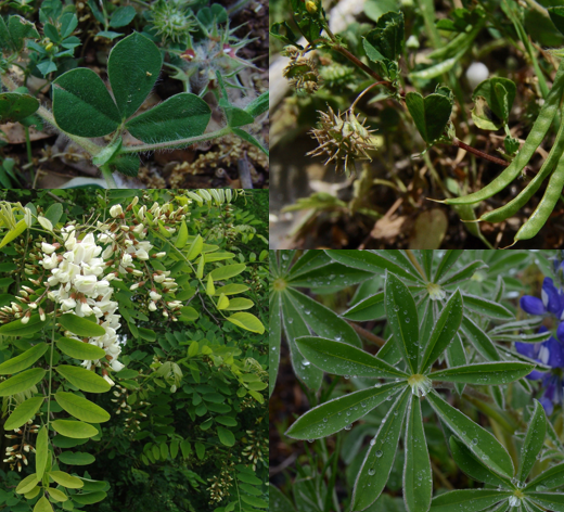 <p>Fabaceae</p>