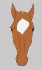 <p>Name the face marking:</p>