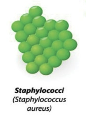 <p>Wall of cocci </p>