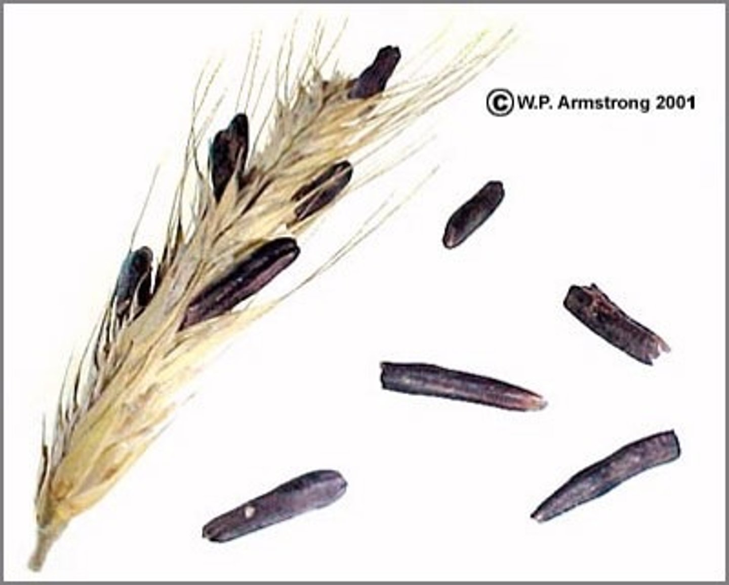 <p>A sclerotium (/skləˈroʊʃəm/; pl. sclerotia (/skləˈroʊʃə/),[help 1] is a compact mass of hardened fungal mycelium containing food reserves. One role of sclerotia is to survive environmental extremes. In some higher fungi such as ergot, sclerotia become detached and remain dormant until favorable growth conditions return. Sclerotia initially were mistaken for individual organisms and described as separate species until Louis René Tulasne proved in 1853 that sclerotia are only a stage in the life cycle of some fungi.[1] Further investigation showed that this stage appears in many fungi belonging to many diverse groups. Sclerotia are important in the understanding of the life cycle and reproduction of fungi, as a food source, as medicine (for example, ergotamine), and in agricultural blight management.</p>