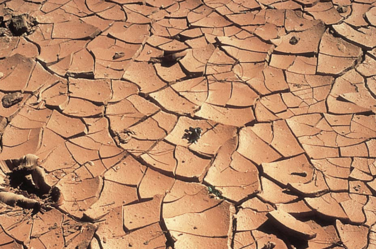 <p>openings between the plates when a mud layer dries up after deposition and cracks into roughly hexagonal plates that typically curl up at their edges</p><ul><li><p>indicate that the sediment layer was exposed to the air and dried out</p></li></ul><p></p>