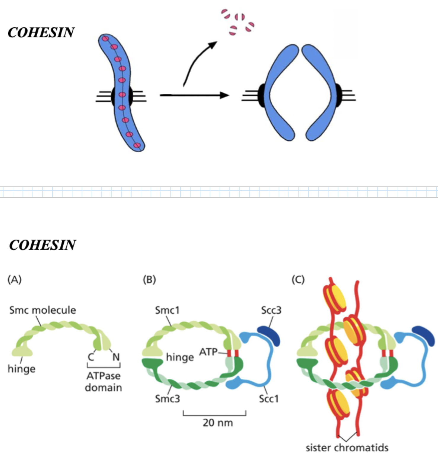 <p><strong>Holds sister chromatids together</strong></p>