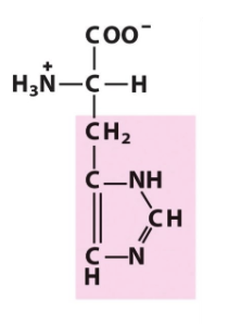<p>His</p><p>H</p><p>pKa Values = 2 (-COOH), 6 (-NH+), 9 (-NH3+) </p>