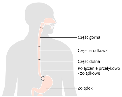 <p>Część szyjna, piersiowa i brzuszna (kończy się na Th11), posiada 3 zwężenia: górne (gardłowe), środkowe (oskrzelowo-aortalne) i dolne (przeponowe). Mięśniówka w górnej 1/3 jest poprzecznie prążkowana, w dolnej gładka. Funkcje: Transportuje pokarm falą perystaltyczną, dolne zwężenie zapobiega refluksowi.</p>