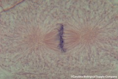 <p>Identify the phase of the cell cycle.</p>