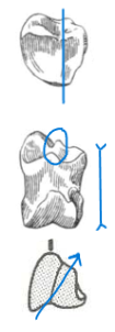 <ul><li><p>asymmetrical, side-leaning</p></li><li><p>narrow and deep</p></li><li><p>ridge, not groove</p></li><li><p>shorter</p></li></ul><p></p><p>cow intermediate phalanx</p><p></p>