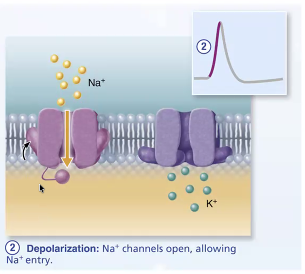<p></p><ul><li><p><strong><u>Voltage-gated</u> Na+ channels open. </strong></p></li><li><p>influx of positive charge(Na+ ions) depolarizes that local patch of membrane further, opening more Na+ channels so the cell interior becomes progressively less negative</p></li><li><p>When threshold of (-55 and -50 mV), depol. becomes self-generating until ALL Na+ channels are open </p><ul><li><p>permeability of Na+ is 1000x greater than in a resting neuron</p></li></ul></li><li><p>eventually membrane potential reaches +30 mV</p></li></ul><p></p>