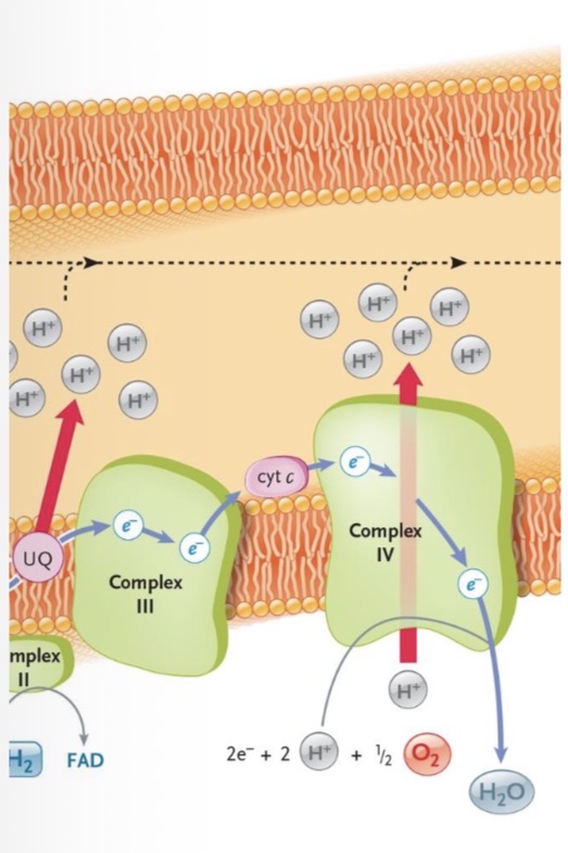 <ul><li><p>Electrons are transported from C3 to C4 via cyt C (hydrophilic so moves through phospholipid head)</p></li><li><p>Electrons that move through C4 release free energy, pumping protons into IMS, and electrons are finally accepted by O2 to form H2O</p></li></ul><p></p>