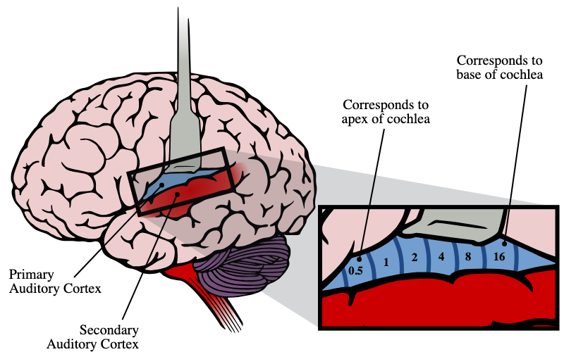 <p>The primary auditory cortex sits on the superior surface of the superior temporal gyrus</p>