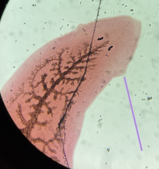 <p>What is this structure and its purpose?</p>