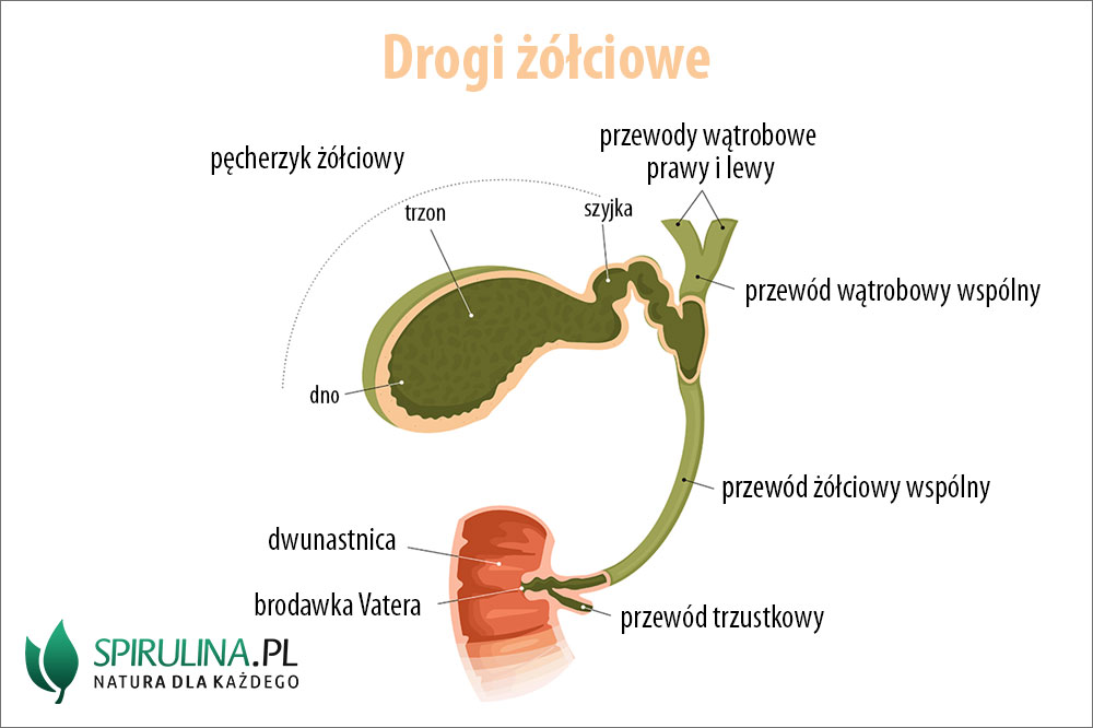 <p>Powstaje z połączenia przewodu wątrobowego prawego i lewego we wrotach. <span style="line-height: 1.15;">Jego jedyną funkcją jest sprawne transportowanie wyprodukowanej żółci z miąższu wątroby dalej – do pęcherzyka żółciowego lub bezpośrednio do jelita</span><span>.</span></p><p></p>