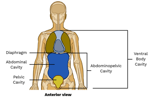 <p>Abdominal- Contain intestines, liver, stomach, etc</p><p>Pelvic- Contains urinary bladder, ureters</p>