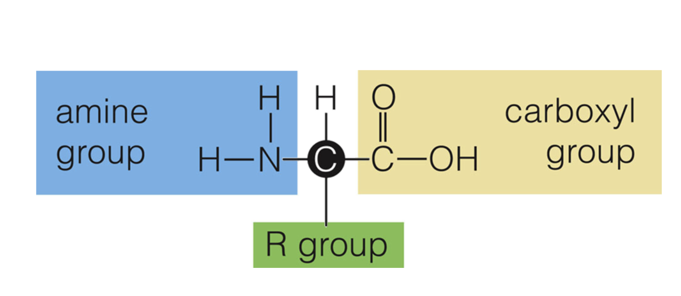 <p>These are the monomer of protein, There are 20 possible, all with an amine group carboxyl group, and variable group. CHON is found in all of these and all of proteins</p>