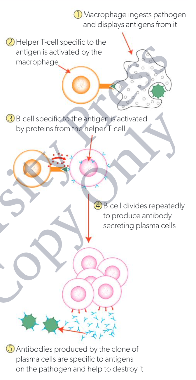 <ol><li><p>macrophage ingests pathogen and displays antigens from it</p></li><li><p>helper T-lymphocyte specific to the antigen is activated by the macrophage</p></li><li><p>B-lymphocyte specific to the antigen is activated by proteins from the helper T-lymphocyte</p></li><li><p>B-lymphocyte divides repeatedly to produce antibody-secreting plasma B-cells</p></li><li><p>antibodies produced by the clone of plasma B-cells are specific to antigens on the pathogen and help to destroy</p></li></ol><p></p>
