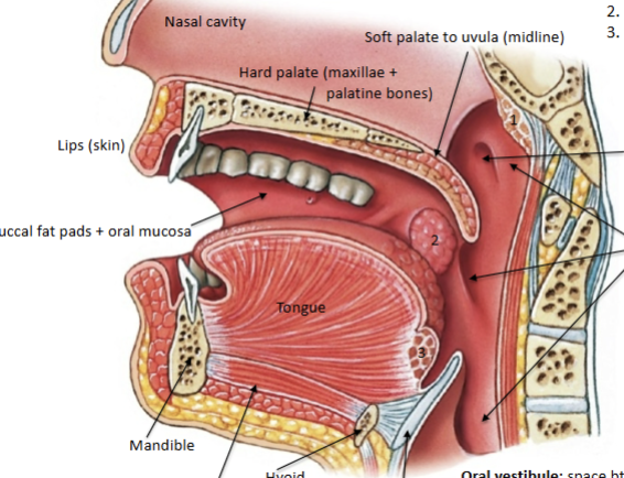 <p>Stratified squamous epithelium (gives sensory info about food = tastes), mechanical digestion begins, chemical digestion begins (amylase), salivary glands (perotid, subling and submand) lubricate. 3 tonsils present (pharyngeal, palatine = the ones we see and lingual)</p>