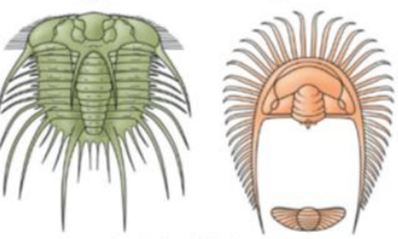 <p>Defense or stabilization</p>