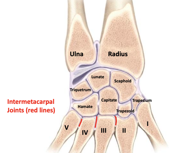 <p>Formed between metacarpals 2-3, 3-4, and 4-5<br>Share joint capsule with CMC joints of fingers<br>Plane</p>