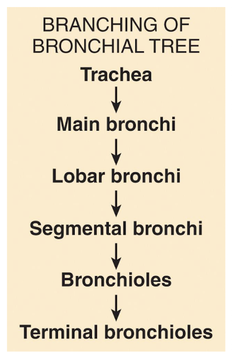 <p>bronchi</p>