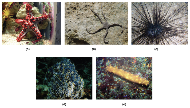 <p>(OpenStax Biology 2e Figure 28.48)</p><p>Sea stars, brittle stars, urchins, sea lilies and sea cucumbers are _____ and members of the _____ clade.</p>