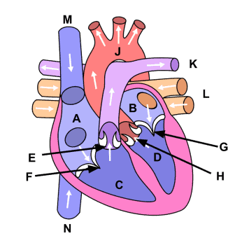 <p>Identify each part of the heart</p>