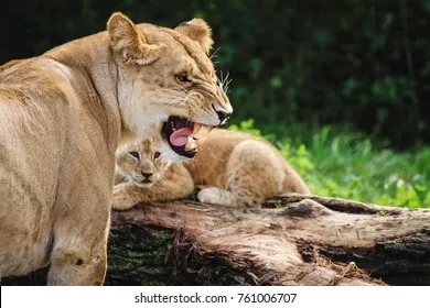 <p>to protect </p>