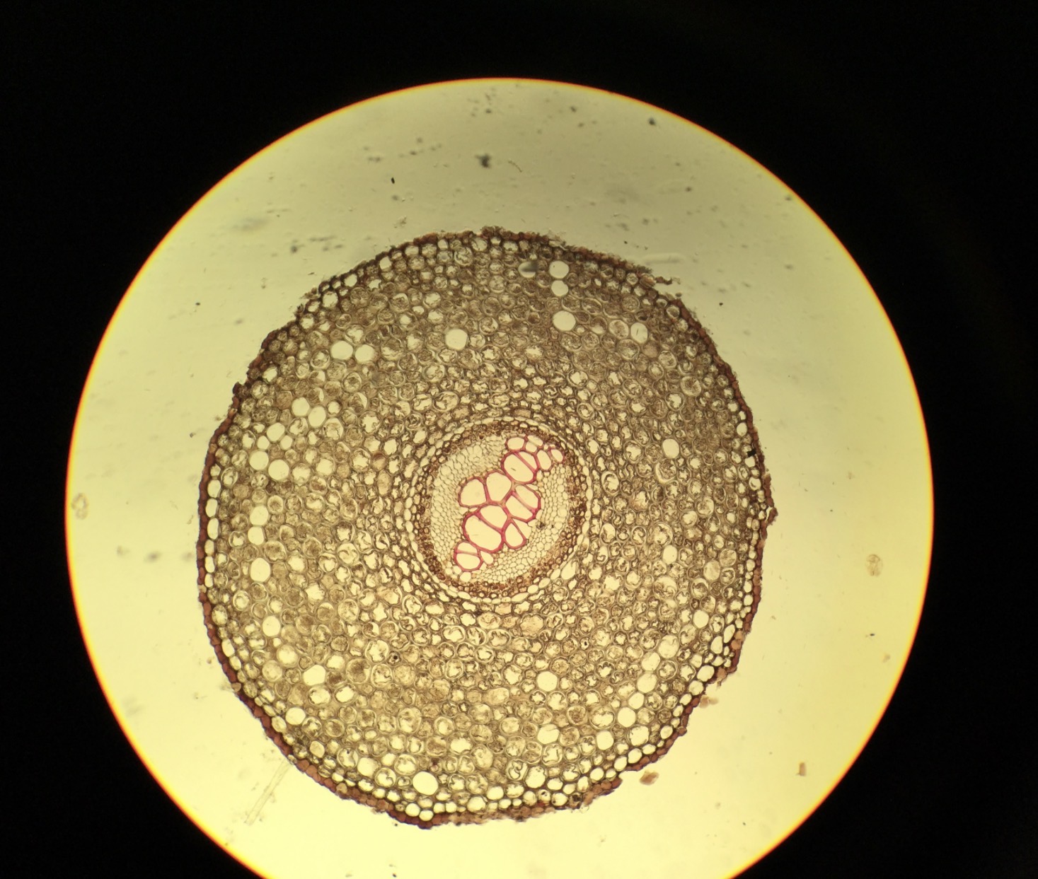 <p>Does this come from a bryophyte or one of the vascular plant taxa?</p>