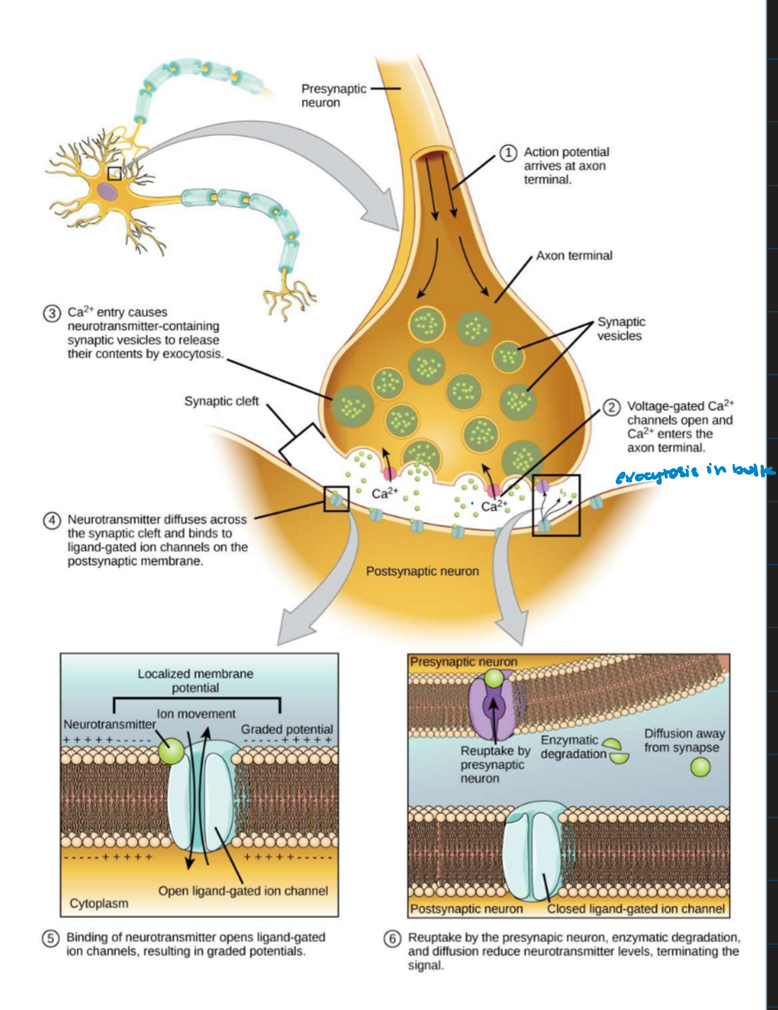 <ul><li><p>depolarization causes voltage-gates Ca2+ channels to open</p></li><li><p>calcium ions initiate a signaling cascade that causes synaptic vesicles, containing neurotransmitter molecules, to fuse with the presynaptic membrane</p></li><li><p>fusion of vesicle with presynaptic membrane causes neurotransmitter to be released into the synaptic cleft</p></li><li><p>once neurotransmission has occurred, the neurotransmitter must be removed from the synaptic cleft so the postsynaptic membrane can “reset” and be ready to receive another signal</p></li></ul><p></p>