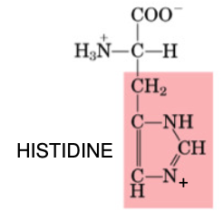 <p>•Essential</p><p>•Ring structure</p><p>•Used to produce histamine (inflammation)</p>