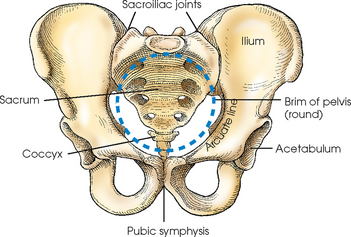 <p>the 2 hip bones <strong>(ossa coxae)</strong> each consisting of<strong> ilium, ischium</strong> and <strong>pubisfued at the acetabulum</strong></p><p>the hip bones are fused in the ventral median plan at the<strong> pubic symphisis</strong></p>