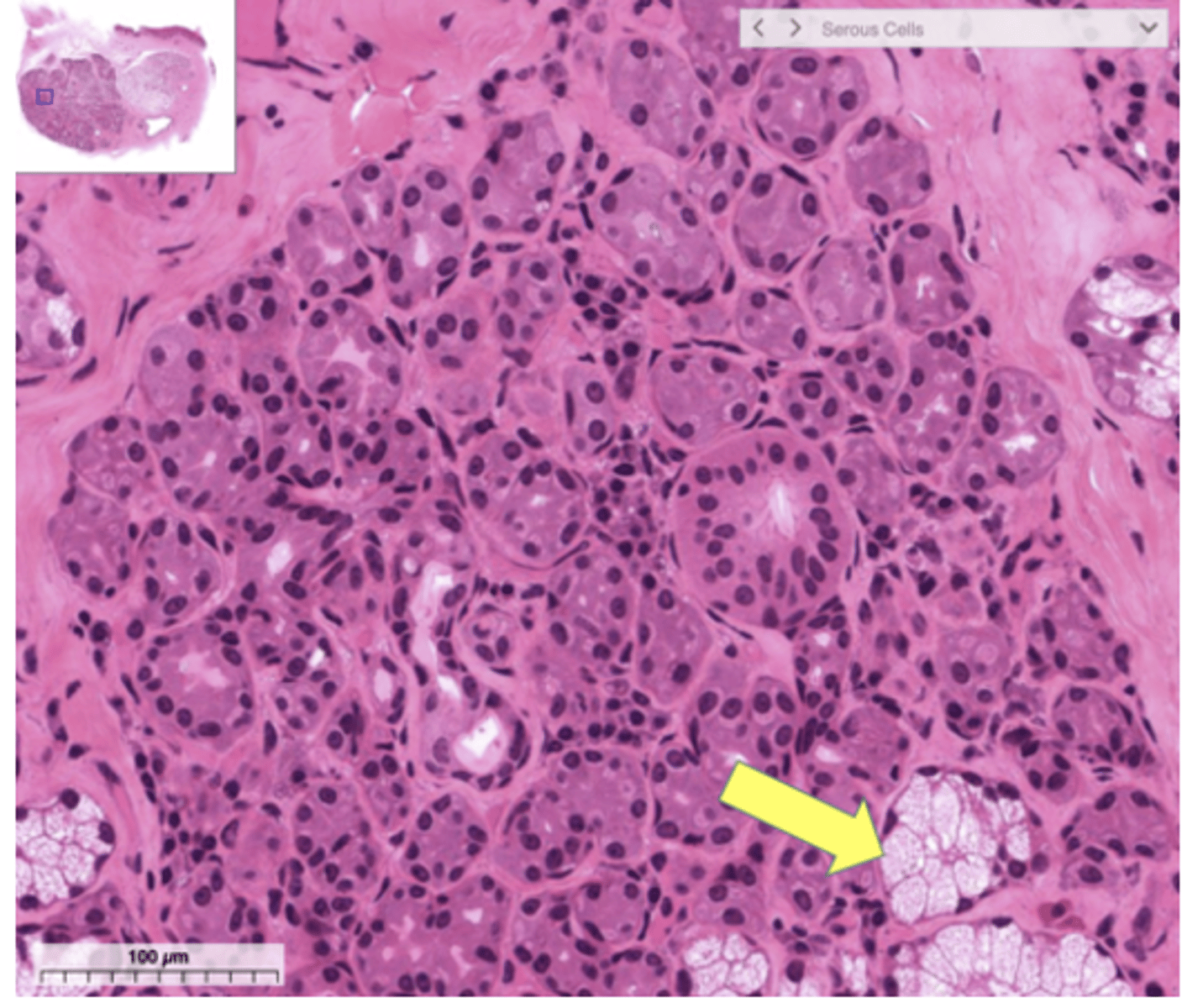 <p>Identify the cell</p>