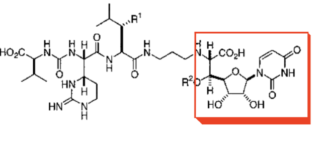 <p>MRA-Y inhibitor</p>