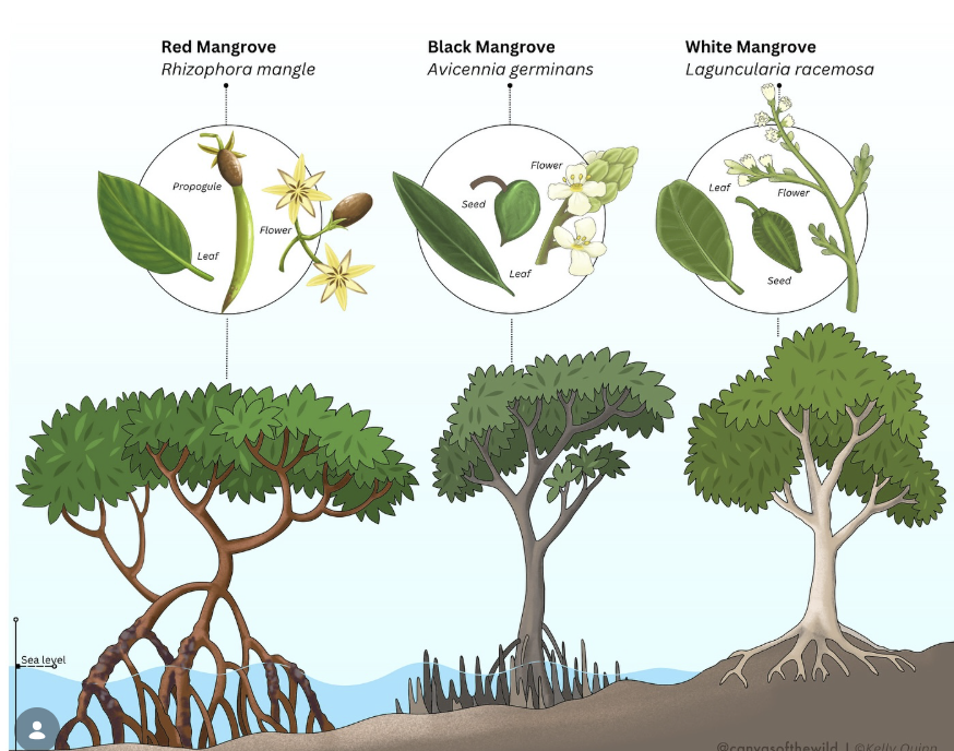 <p><strong><u>Red mangrove</u></strong> (<em>Rhizophora mangle</em>) </p><p><strong>Type of Plant:</strong> Evergreen perennial tree<br><strong>How to ID:</strong> Obvious arching <strong>prop roots</strong>, glossy leaves, and long cigar-like propagules hanging from branches.<br><strong>Habitat (highlighting within Boyd Hill Nature Preserve):</strong> Tidal coastal shorelines; not a Boyd Hill habitat.<br><strong>Ecosystem Significance:</strong> Creates critical nursery habitat and protects coastlines from erosion and storm surge.<br><strong>Status:</strong> Native<br><strong>Edibility:</strong> Not edible.<br><strong>Fun Fact:</strong> Its seedlings begin developing while still attached to the parent tree.</p>