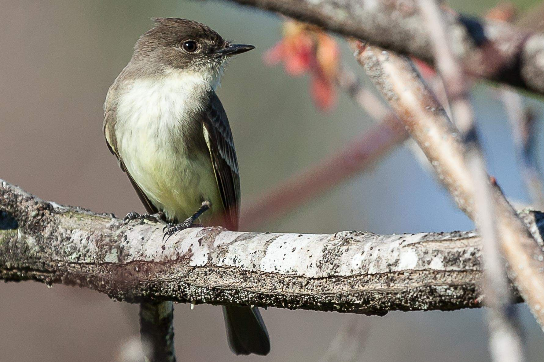 <p>Common name<br>Family</p>