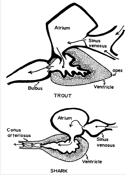 <ul><li><p>fish have a single circulatory system where there is a single atrium and a single ventricle.</p></li><li><p>the sinus venonus recieves deoxygenated blood and acts as a reservoir and contains the pacemaker</p></li><li><p>bulbus arteriosus is a thick walled chamber that extends between the single ventricle and the ventral aorta. allows maintenance of continuous blood flow into the gill arches. elastic</p></li><li><p>conus arteriosus is the whole of the headward portion of the heart in fish which interveenes between the ventricle and anterior boundary of the pericardiac space. not all fish have- mostly replaaced by the non muscular bulbus arteriosus.</p></li></ul><p></p>